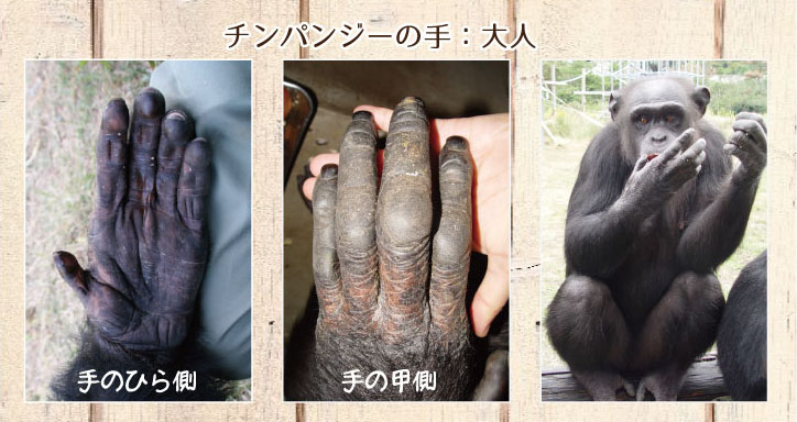 大人チンパンジーの手