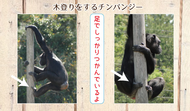 チンパンジーの木登りのようす